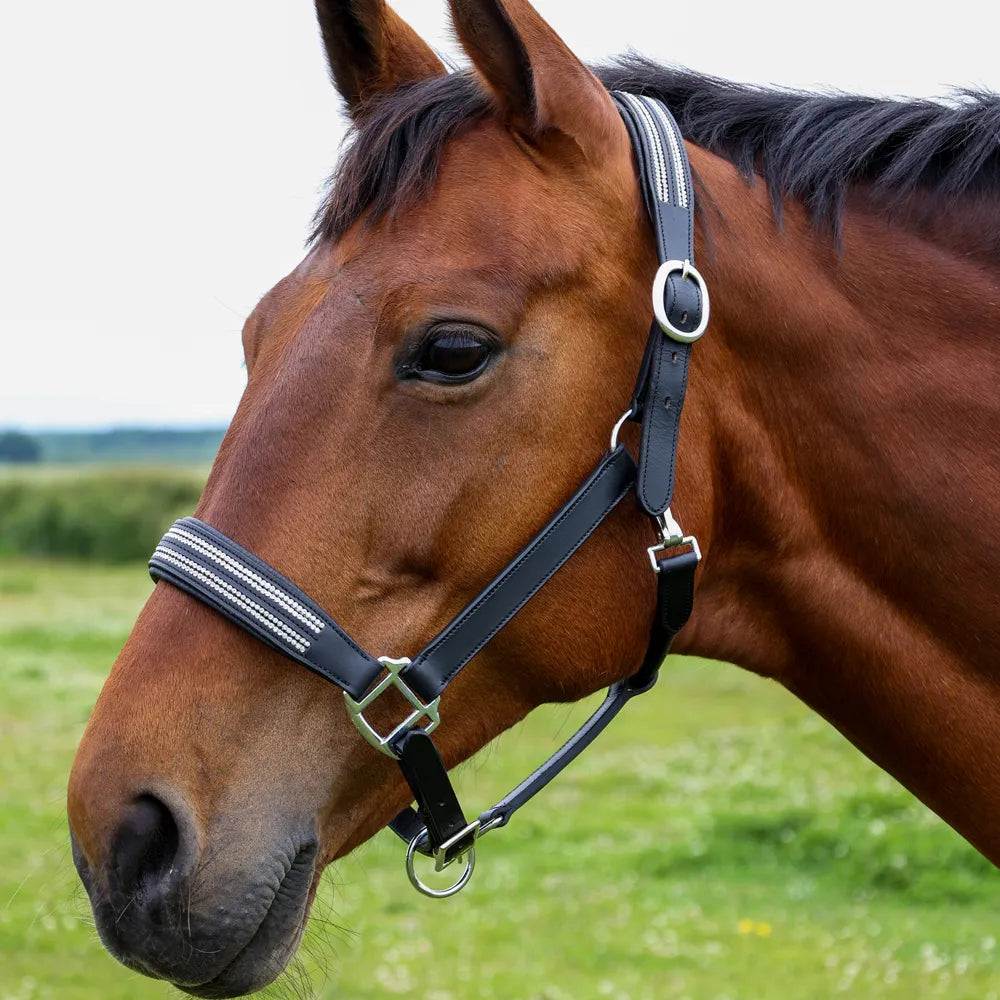 Hy Equestrian Anodize Leather Head Collar – Horse Masters