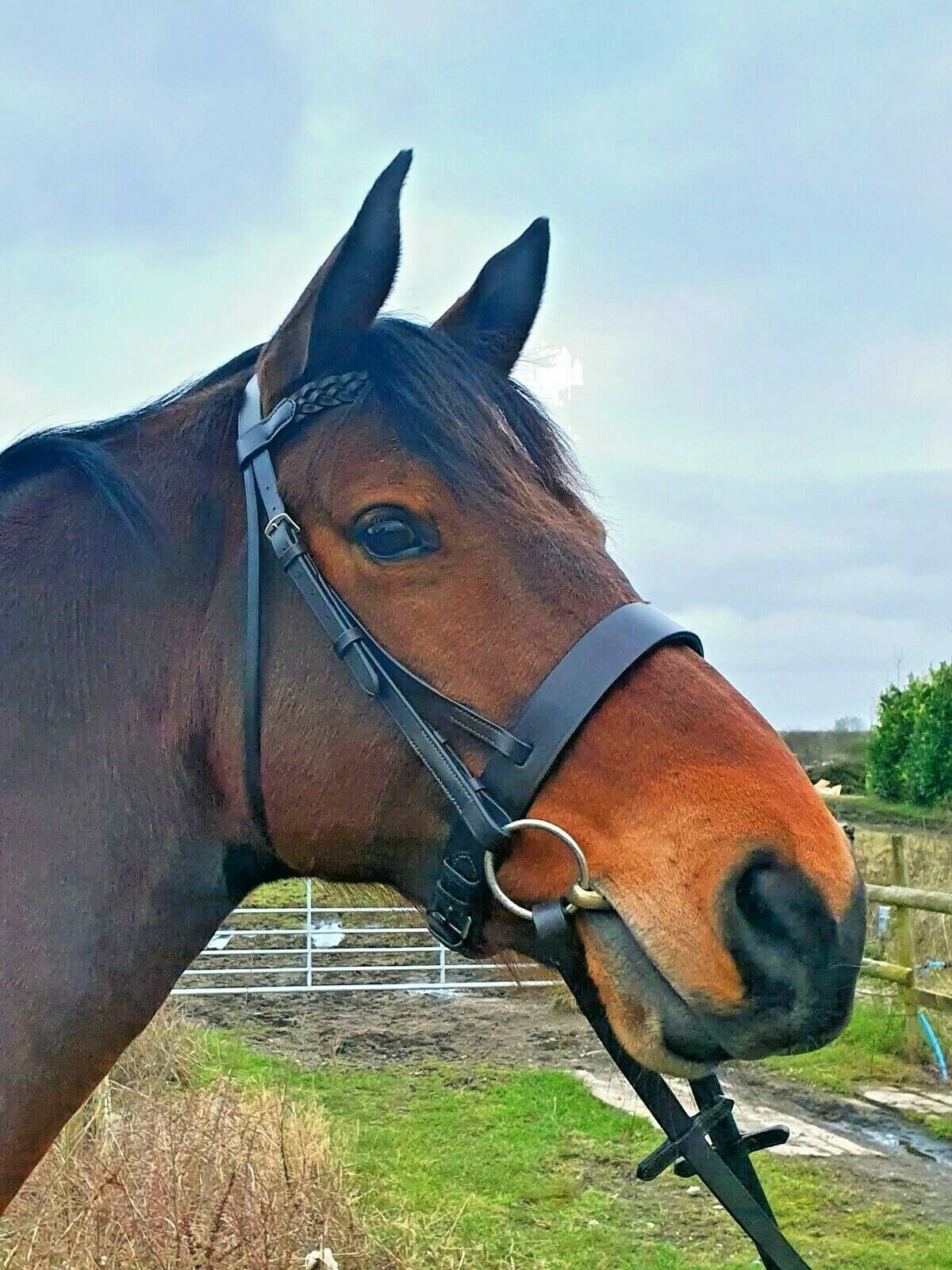 Horse Masters Hunter Bridle with Plaited Browband and Reins