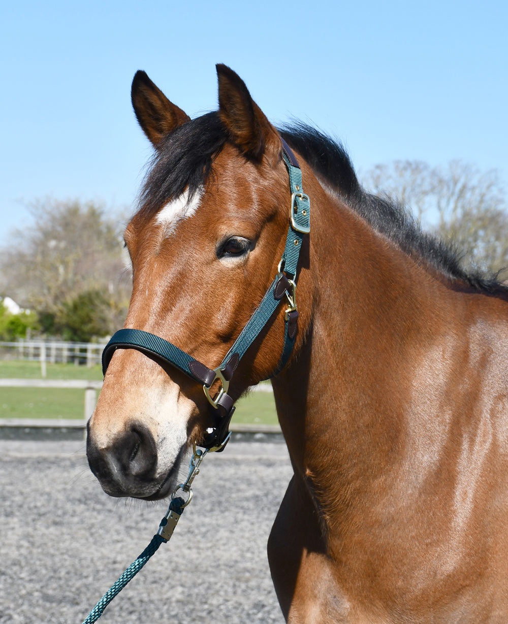Heritage Saddlery Anatomical Leather Lined Headcollar