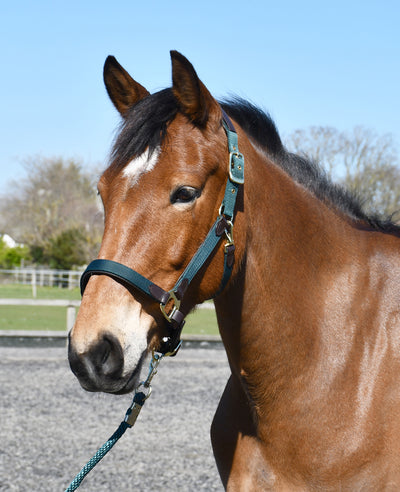 Heritage Saddlery Anatomical Leather Lined Headcollar