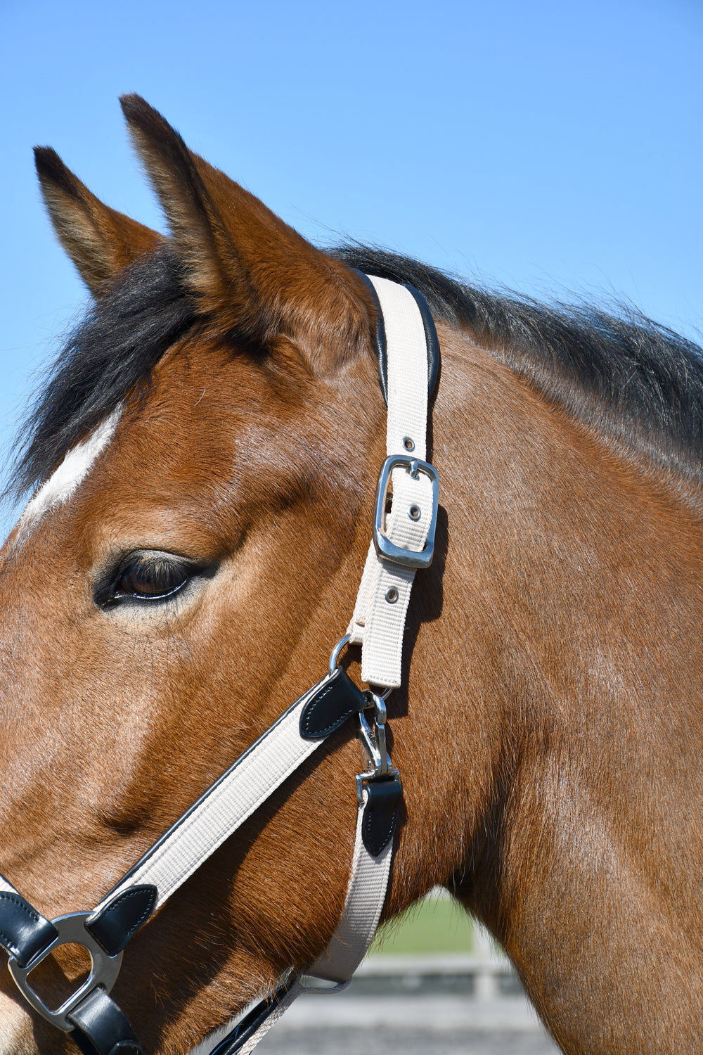 Heritage Saddlery Padded Leather Lined Headcollar