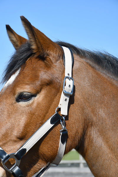Heritage Saddlery Padded Leather Lined Headcollar