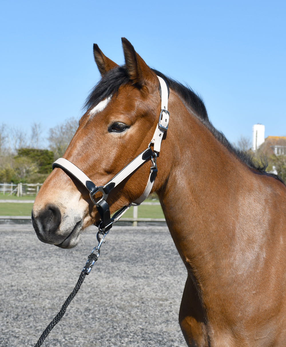 Heritage Saddlery Padded Leather Lined Headcollar