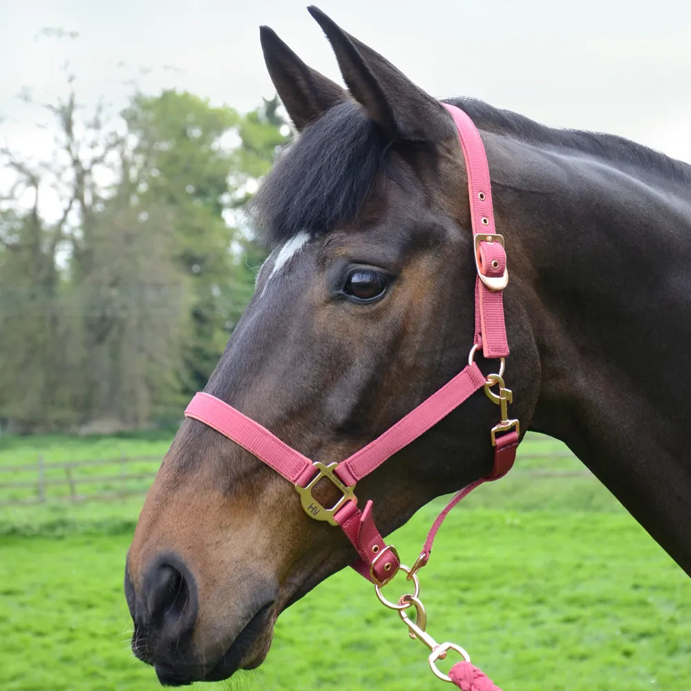 Hy Equestrian Rose Gold Head Collar & Lead Rope