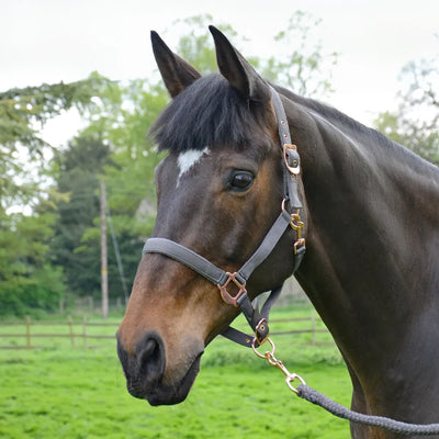 Hy Equestrian Rose Gold Head Collar & Lead Rope