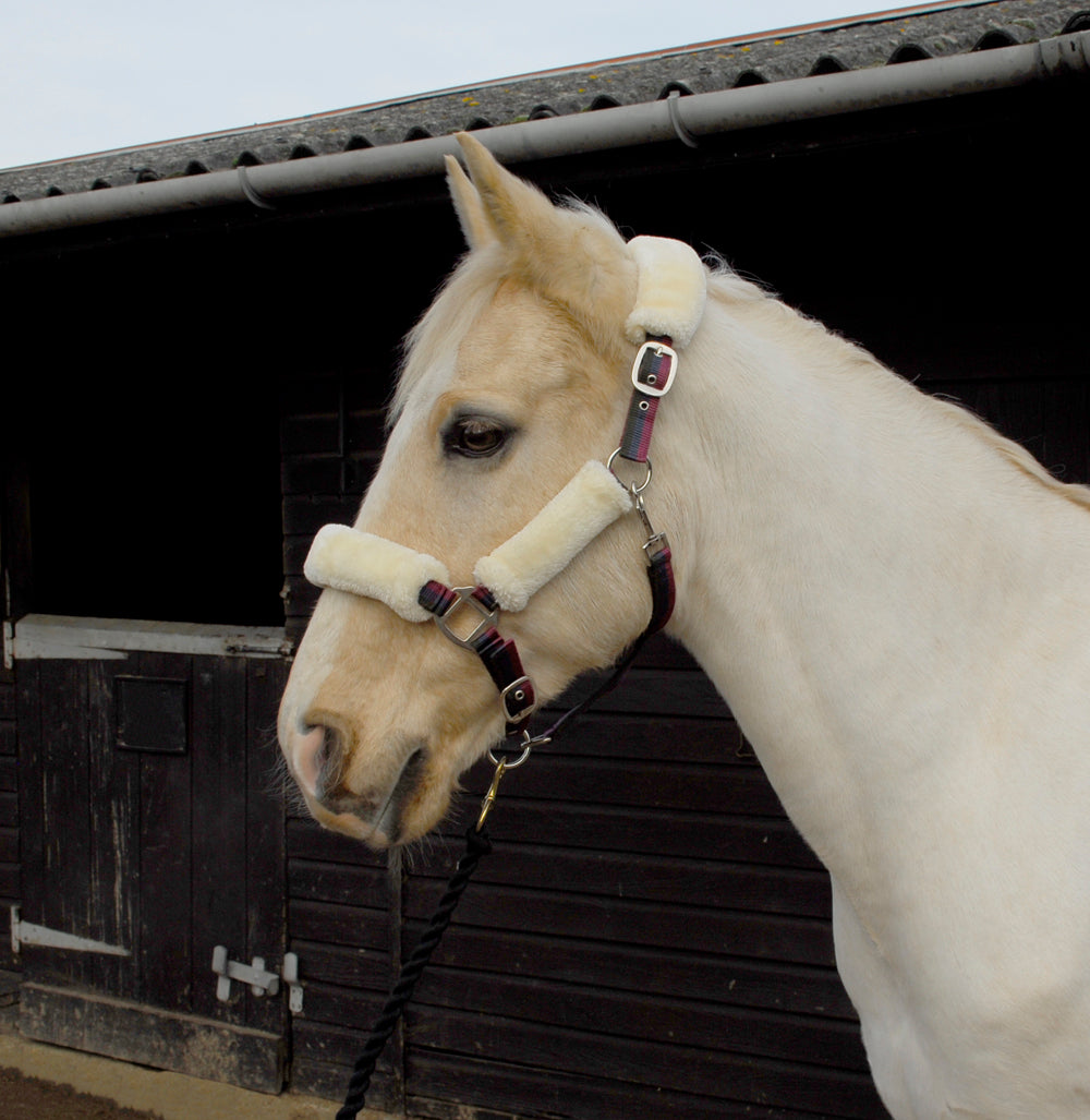 Rhinegold Fur Trimmed And Lined Nylon Headcollar