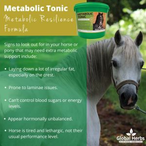 Global Herbs Metabolic Tonic- 1 Kilo