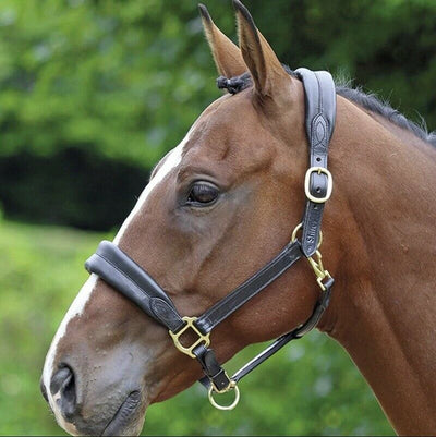 Shires Velociti Leather Headcollar